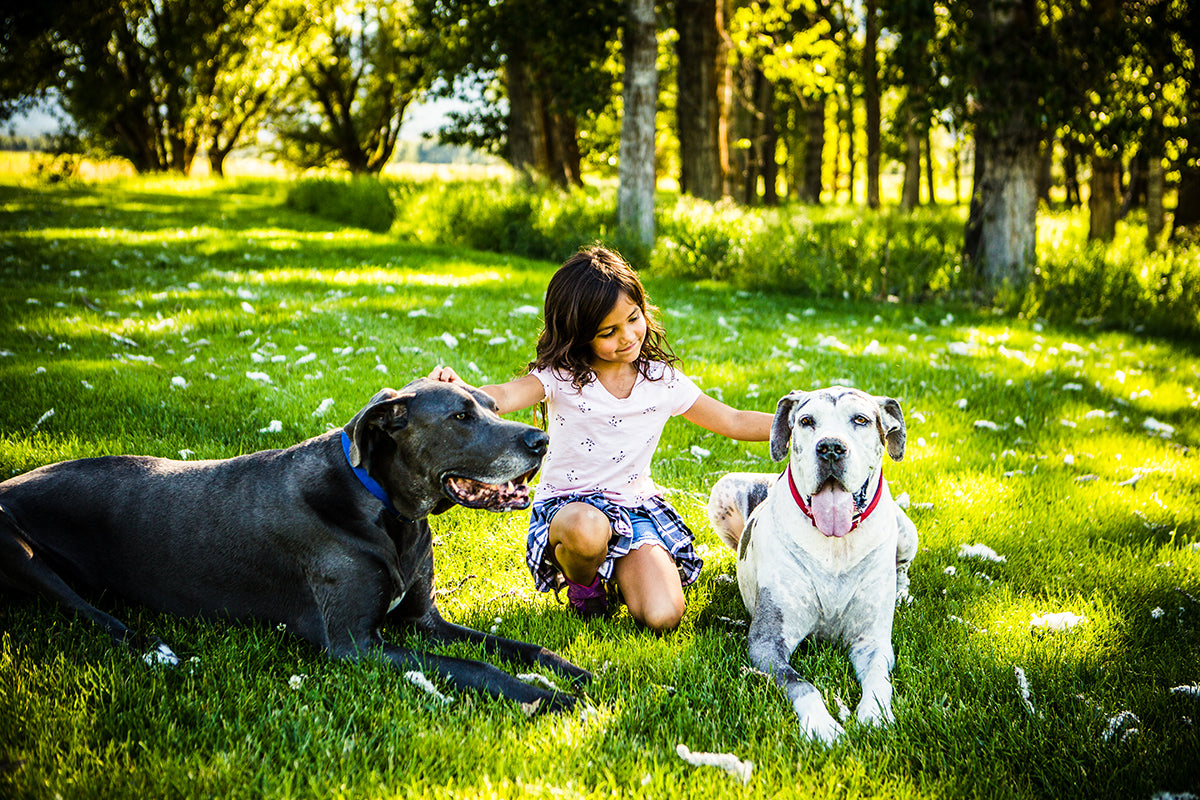 Halo Collection Halo, Inc.